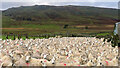 Rural Gathering: Sheep in Farmyard, Dunmoor Hill Beyond