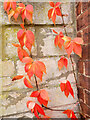 Parthenocissus quinquefolia