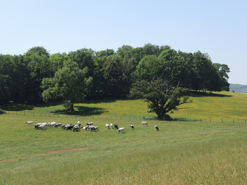 Grazing in Golden Valley © Neil Owen :: Geograph Britain and Ireland