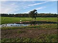 Path by overflowing pond, Lucton, Herefordshire