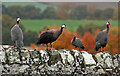 Guinea fowl at Crailing Parish Churchyard