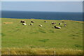 Aberdeenshire pasture