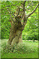 Sweet chestnut, Stourhead