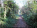 Llwybr coedog / Wooded path