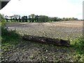 An old maize field beside the lane