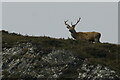 NH2738 : Red Deer (Cervus elaphus), Glen Cannich by Mike Pennington