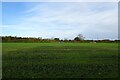 Fields north of Willow Grove