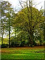 SU1583 : Trees, Town Gardens, Swindon by Brian Robert Marshall