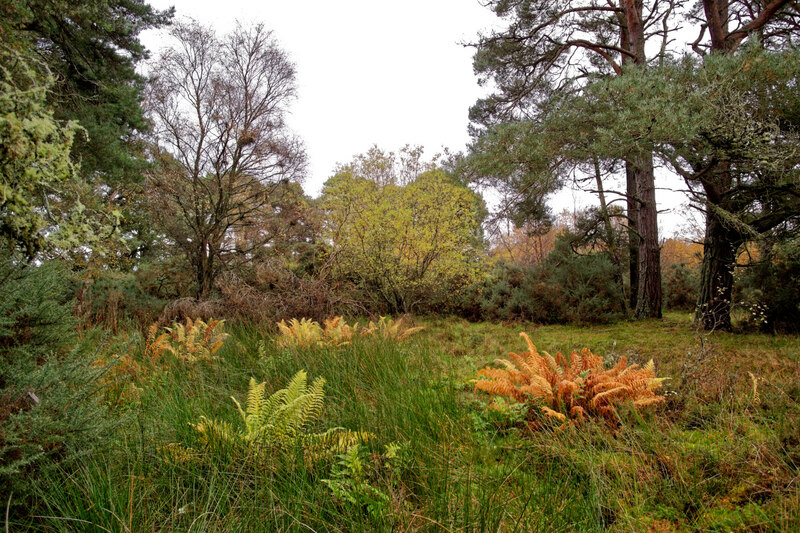 open-area-in-navity-wood-julian-paren-geograph-britain-and-ireland