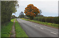 Autumnal Tree on the Road West of Scawby