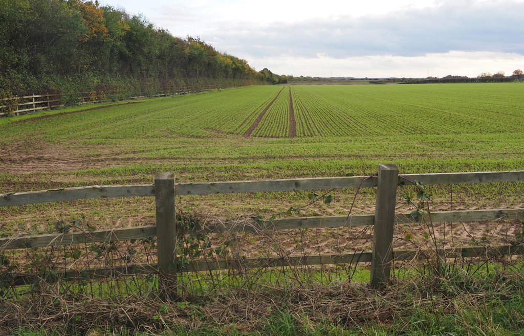 next-year-s-immature-crop-andy-beecroft-geograph-britain-and-ireland