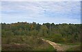 Woodland near South Kirkby, from the railway