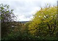 Autumn trees beside the Derwent Walk