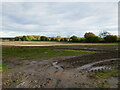 Wet field near Hayes Farm