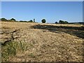 A harvested field near Yerbeston Farm