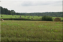 TQ5937 : East Sussex border farmland by N Chadwick