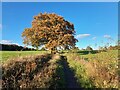 Autumnal trees by a footpath