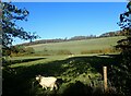 Sheep near Pett Road