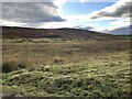 Rough pasture, Dunruchan