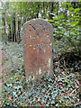 ST4564 : Old Boundary Markers in King's Wood, Congresbury by Roadside Relics