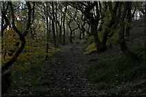 SE1221 : In Strangstry Wood by Chris Heaton