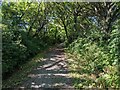 The wooded bridleway near Targate