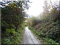 Looking along the Derwent Walk in autumn