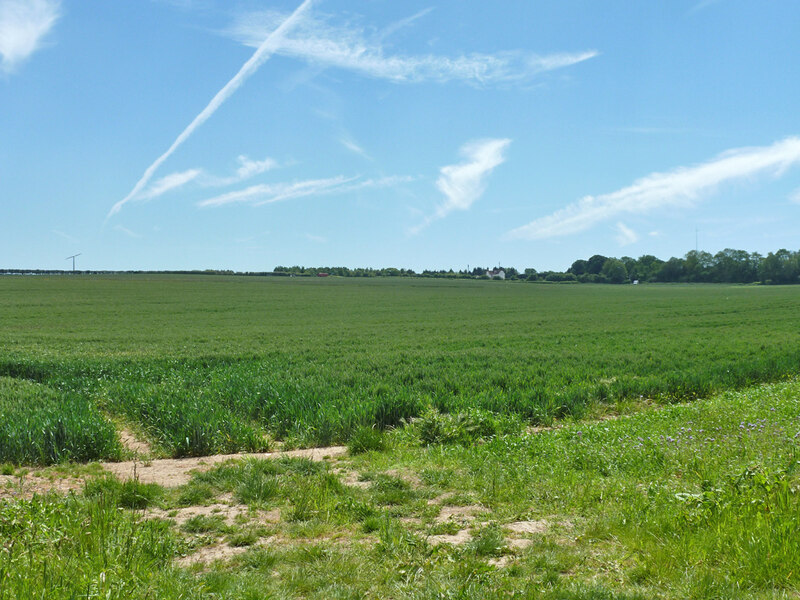 Field south of Love Lane © Robin Webster :: Geograph Britain and Ireland