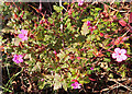 NT2772 : Herb Robert (Geranium robertianum) by Anne Burgess