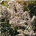 NT2772 : Viper's Bugloss (Echium vulgare) by Anne Burgess
