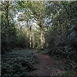 SP2878 : Path through Limbrick Wood by A J Paxton