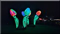 Illuminated tulips