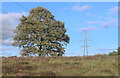 Tree and Cables, Harcourt Arboretum