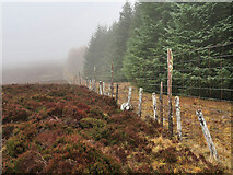 NN9960 : Fence between forest and moorland above Pitlochry by wrobison