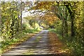 SO7739 : Autumnal Hancocks Lane by Philip Halling