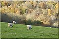 SO7640 : Sheep grazing at Little Malvern by Philip Halling