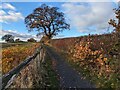 SJ5017 : Footpath around Shrewsbury Battlefield (in autumn) by TCExplorer