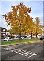 TQ1473 : Colourful Trees, Montrose Avenue by Des Blenkinsopp