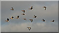 NT9853 : A greylag geese flypast by Walter Baxter