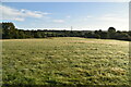 TQ6412 : High Weald pasture by N Chadwick