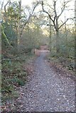 SO9974 : Bridleway through Pinfield Wood by Philip Halling