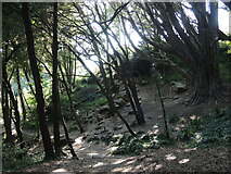 SZ0378 : Where the coast path goes through the woods by Neil Owen