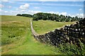 NY7968 : Hadrian's Wall at Housesteads by Jeff Buck