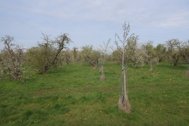 Orchard south of Over © Hugh Venables :: Geograph Britain and Ireland