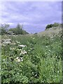 SK0934 : Overgrown path at Uttoxeter Quarry by Jonathan Hutchins