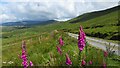 V6046 : On the Beara Way, foxgloves and heading towards Aughabrack by Colin Park