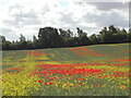SJ9022 : Poppies in a field of Oil Seed Rape by Rod Grealish