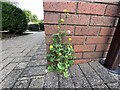 Smooth Sow-thistle at St George