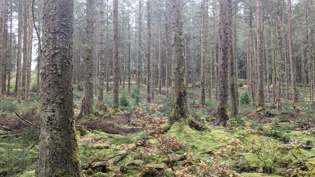 hafren-forest-fabian-musto-geograph-britain-and-ireland