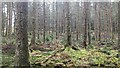 SN8587 : Hafren Forest by Fabian Musto